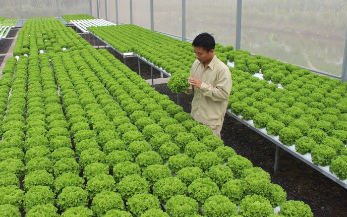 Nông nghiệp hữu cơ Việt Nam phát triển mạnh mẽ