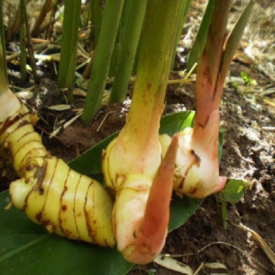 Riềng tươi sạch