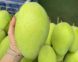 Xoài cát Hòa Lộc