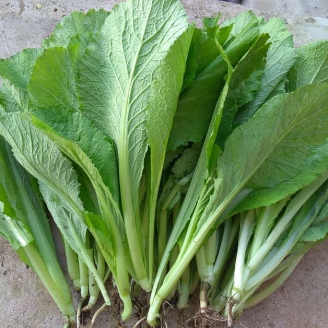 Cải xanh tươi